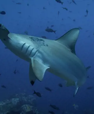 Tauche mit Mantas und Hammerhaien auf Galapagos